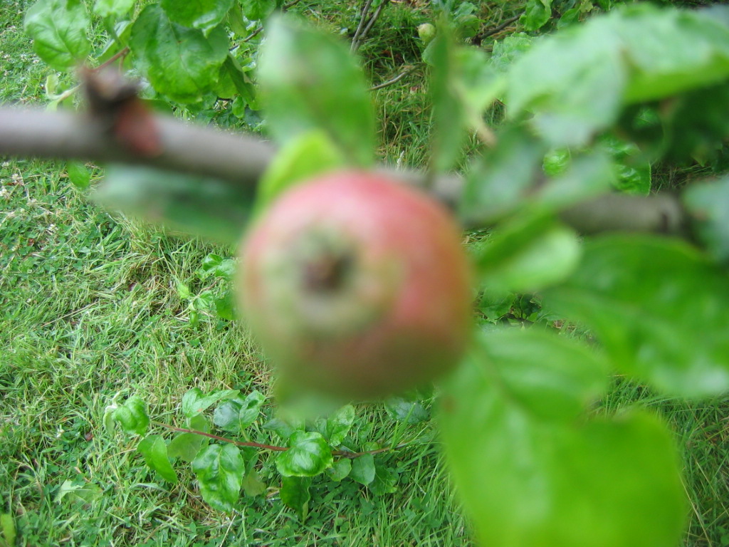 Newton's apple!