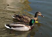 Drake (nearest) and Hen