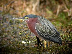 In February, migrant B. v. virescens and resident birds sometimes separated as B. v. maculata occur at Tarpon Springs, Florida.