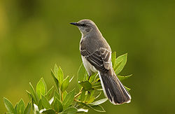 Northern Mockingbird Mimus polyglottos