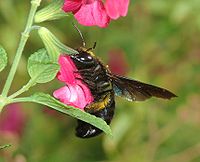 carpenter bee (X. violacea) robbing nectar