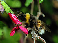 Female Bombus terrestris taking nectar