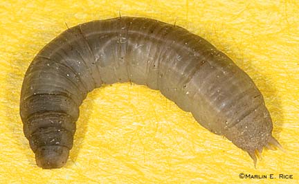 Crane fly larva