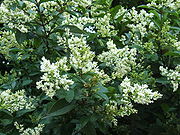 Ligustrum ovalifolium