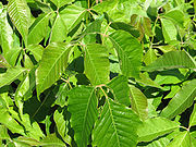 Ground-level poison ivy, Ottawa, Ontario