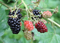 Ripe, ripening and unripe blackberries on a bush