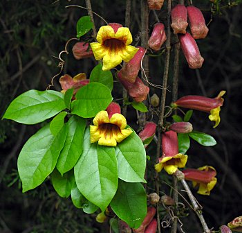 Crossvine (Bignonia capreolata) flowers leaves