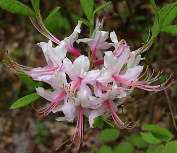 Pinxterflower (Rhododendron periclymenoides)
