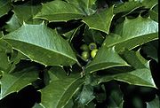 Foliage and immature fruit