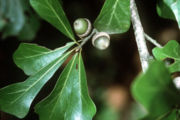 Leaves and acorns