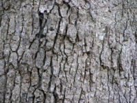Bark on a large trunk.