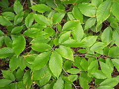 Foliage, Fagus grandifolia