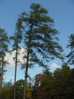 Trees at Richmond National Battlefield Park