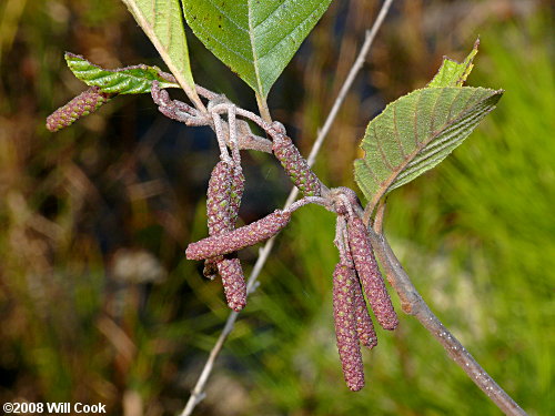 Hazel Alder (Alnus serrulata) fruits