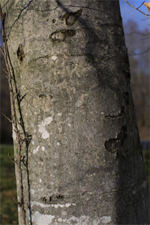 Fagus grandifolia - Bark - American beech