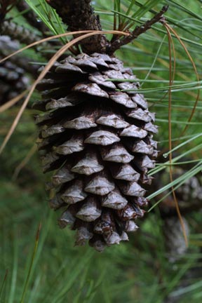 Pinus taeda (loblolly pine) - cone