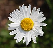 White Ox-eye daisy flower