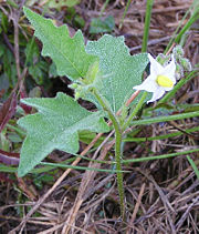 Young plant showing leaves and flowers.  Notice the spines on the stem.