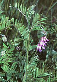 Upright Vetch, Vicia orobus