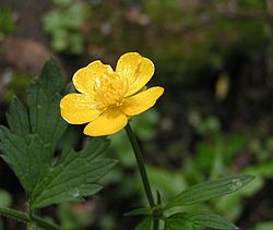 Creeping buttercup (Ranunculus repens)