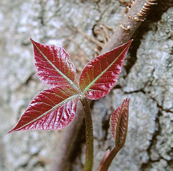 spring poison ivy