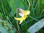Image of a trout lily showing purple mottling on its fleshy green leaves. Image by Margaret Coulber.